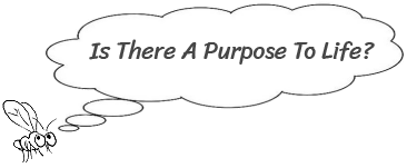Is There a Purpose to Life